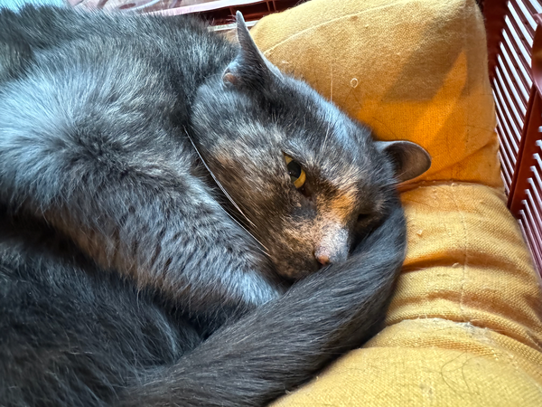 This is a picture of cat.