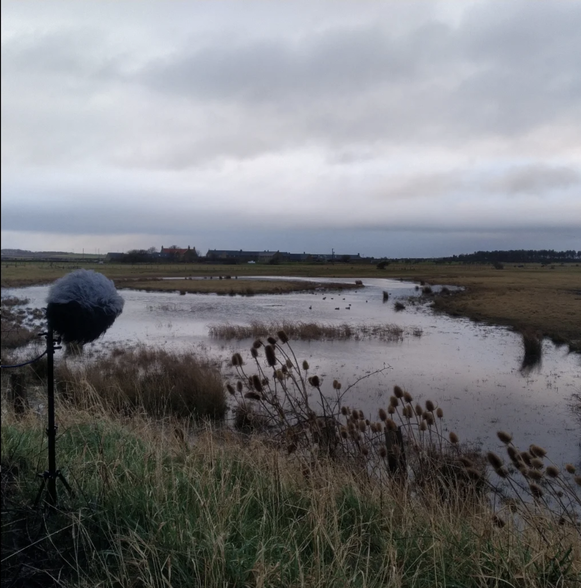 This image documents the location in which Shaw and Boehringer collected data (field recordings) of wetlands life along the Northumberland Coast.