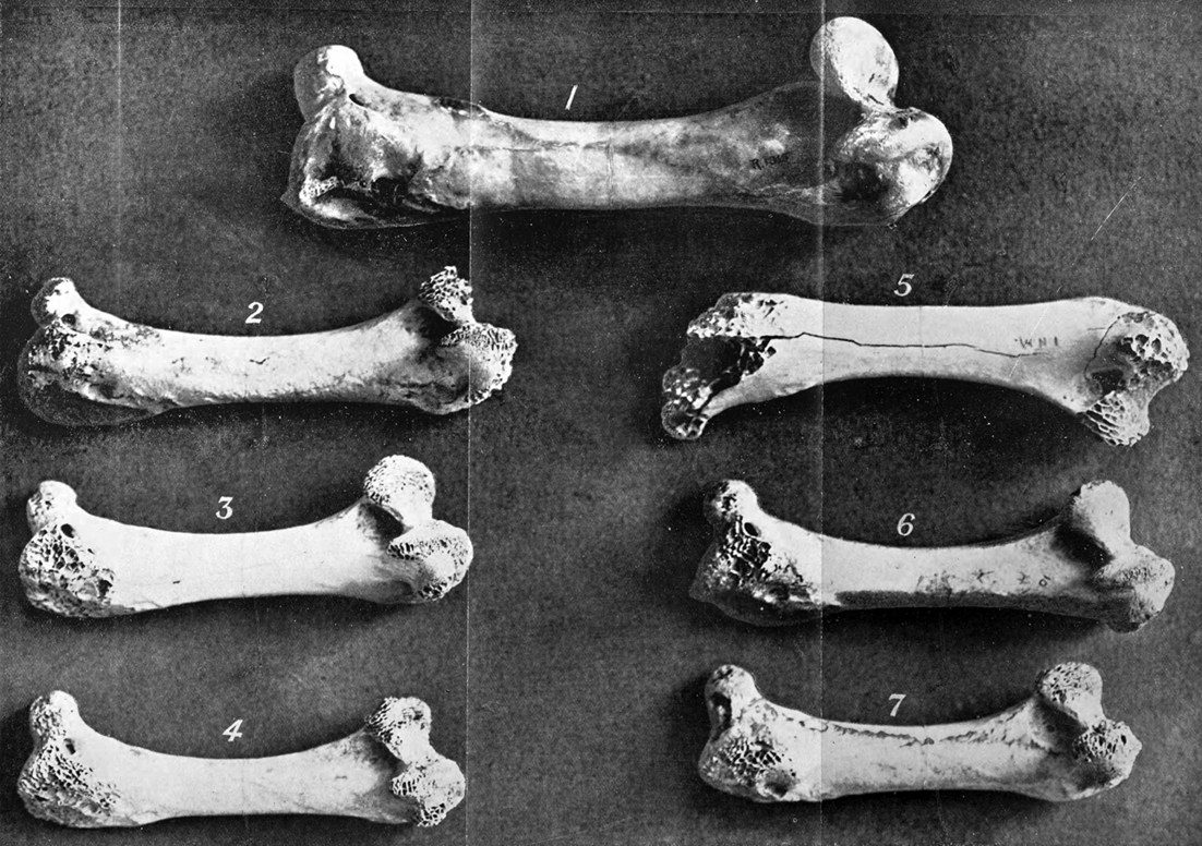 Photograph of Mainland and King Island Emu femora bones