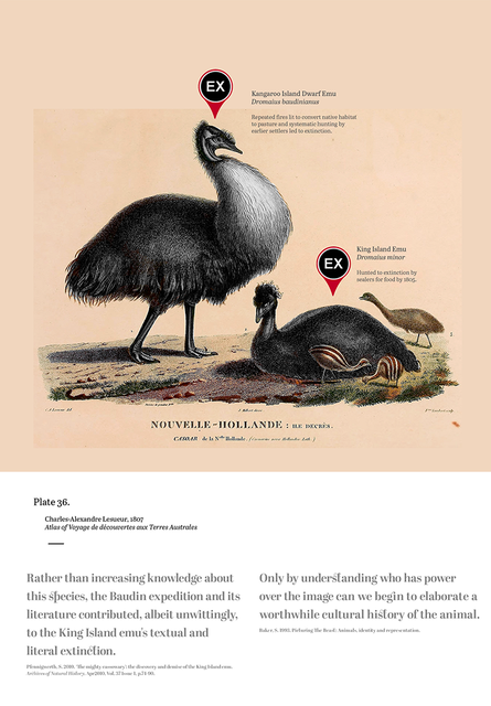 A natural history illustration of two adult dwarf emus surrounded by several emu chicks, which has graphic elements added to show that the species are now extinct