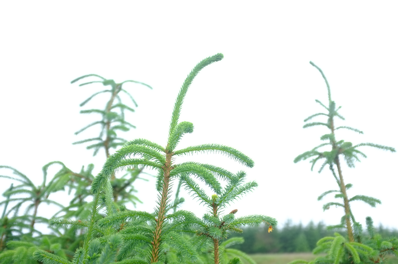 An exposed photo of the top of a cluster of pine trees