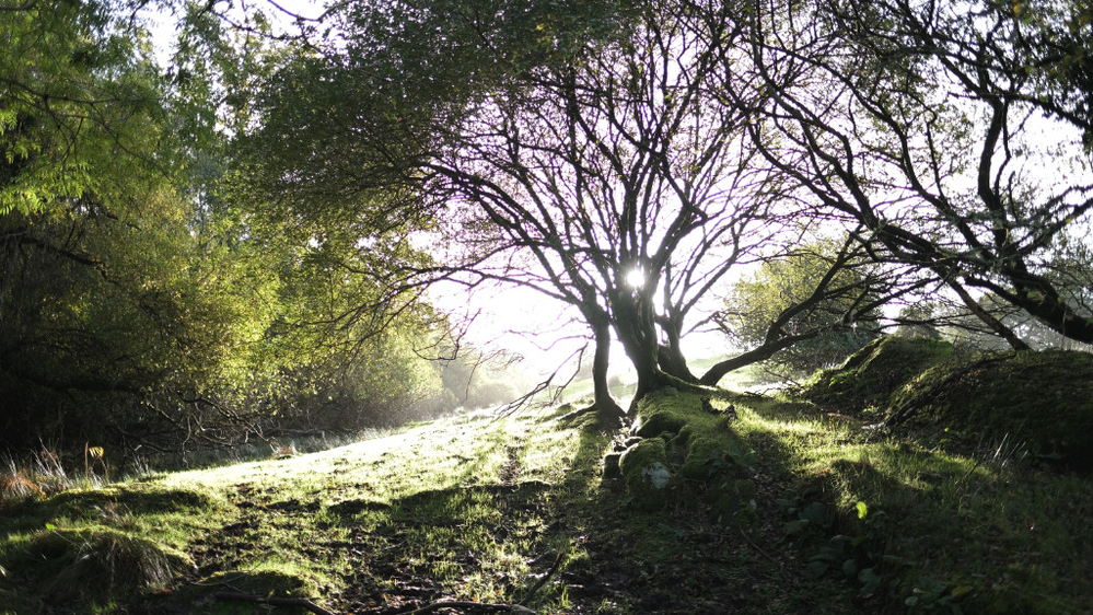 Welcome to Goblinwoode