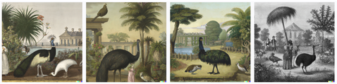 Dall-e 2 generated images of emu looking birds in a garden