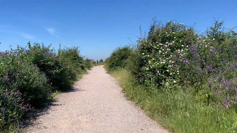 A photo of a path with bushes on each side and blue sky above.