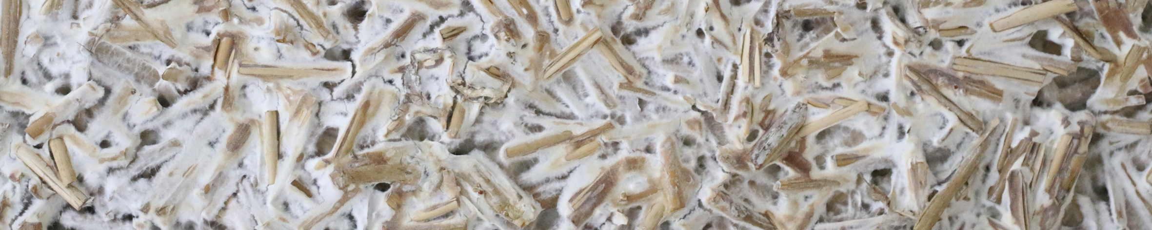 Panel of mycelium and reed composite made by GAnoderma Lucidum and Elina Koivisto