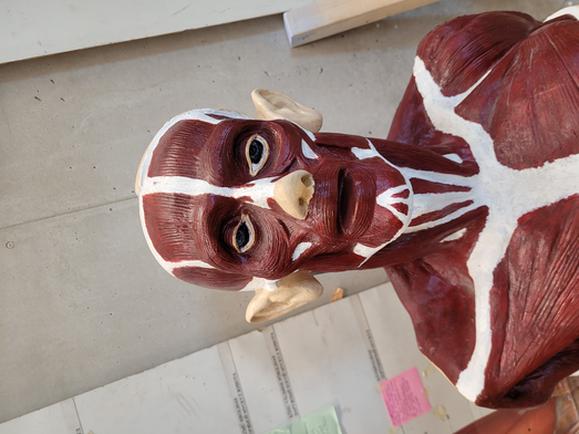 Picture of an anatomical figure for muscle reference.
