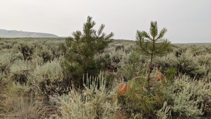 two young ponderosa trees on the MT property