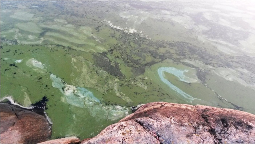 Figure 1. Daniela Björkenstam (2016)