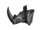 A Rhinoceros