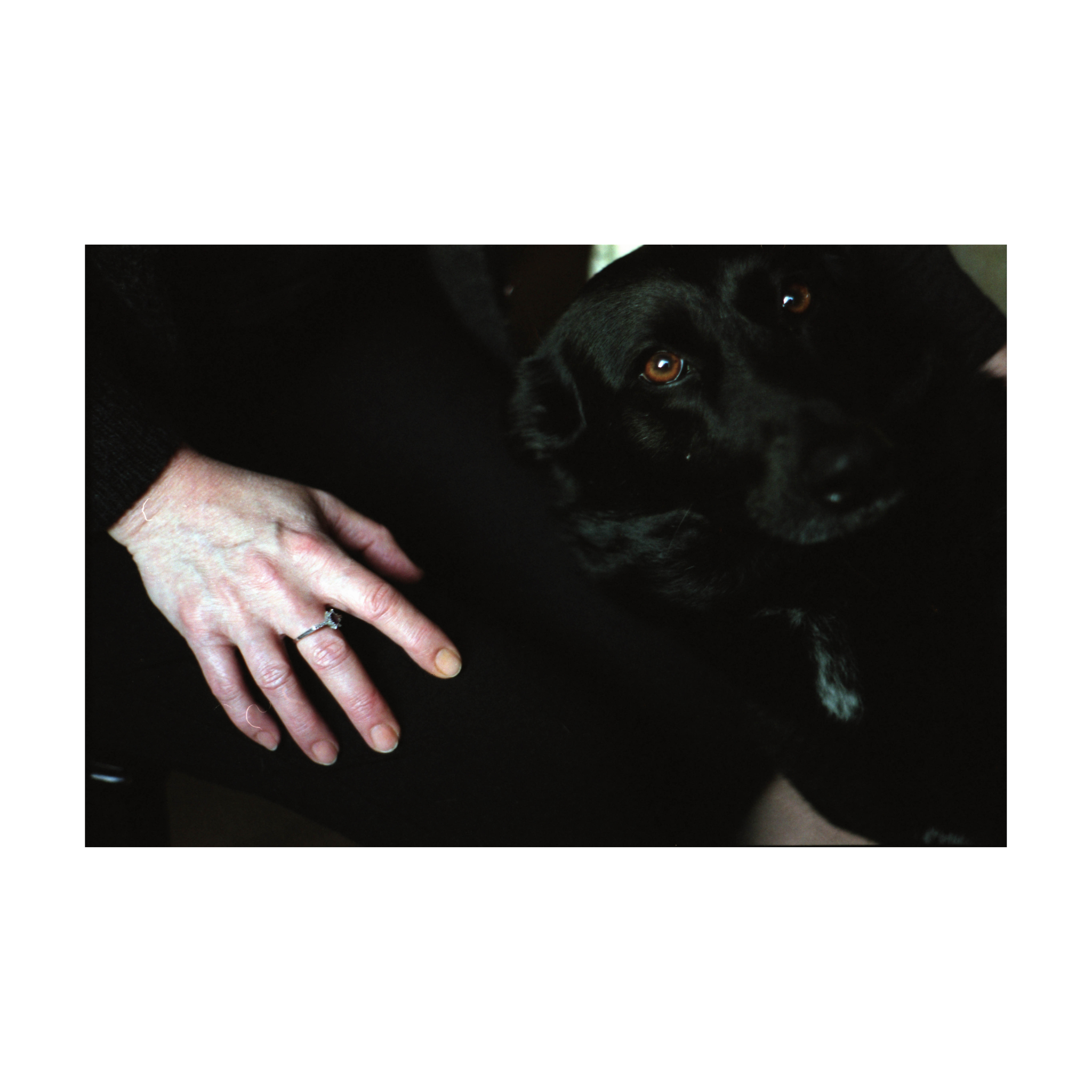 A close-up photograph showing a person’s left hand wearing a silver ring with a stone, resting on a black dog with amber-brown eyes looks slightly upward toward the camera. The dog’s face and upper body are partially in shadow, and a small patch of white fur is visible on its chest.