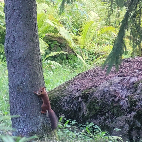 Picture of a squirrel hanging onto a trunk of a tree in the park.