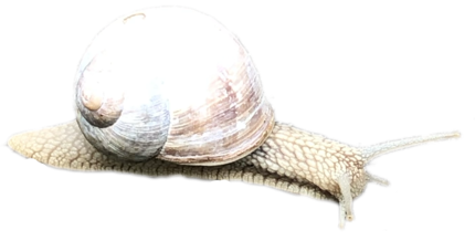 snail