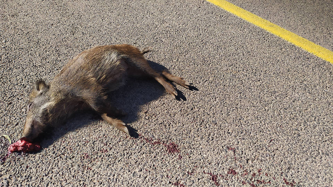 From the Dead Animals series