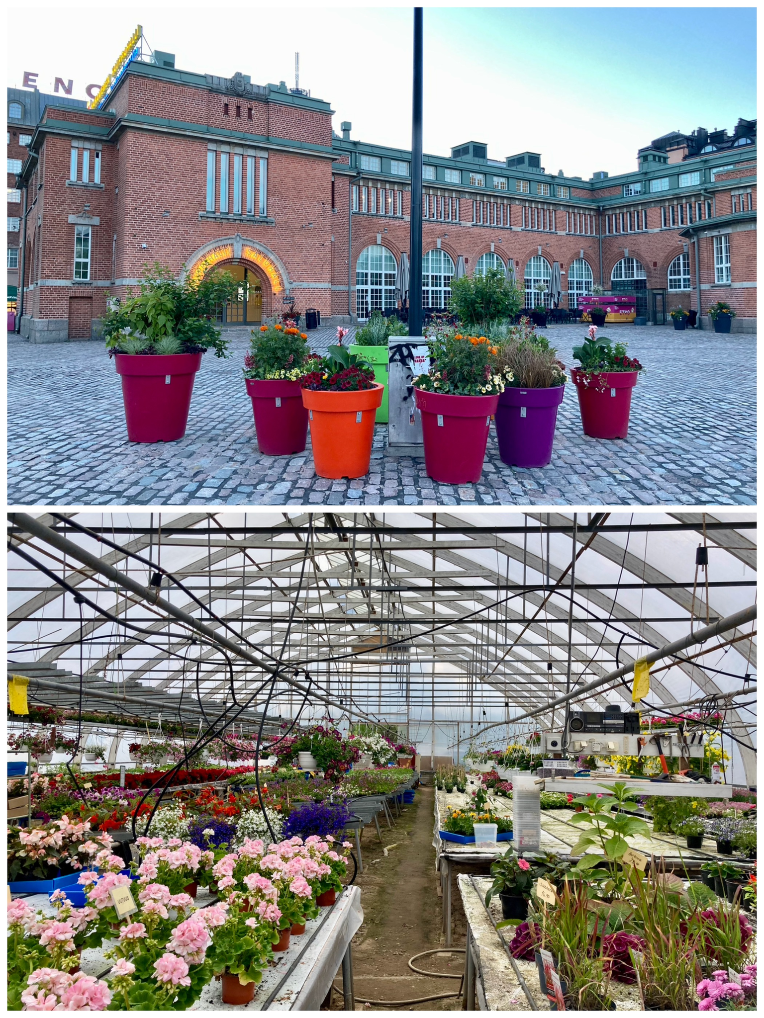 A photographic diptych with a picture of large flower pots in the market square in front of the market hall above and a picture of the inside of the greenhouse below.