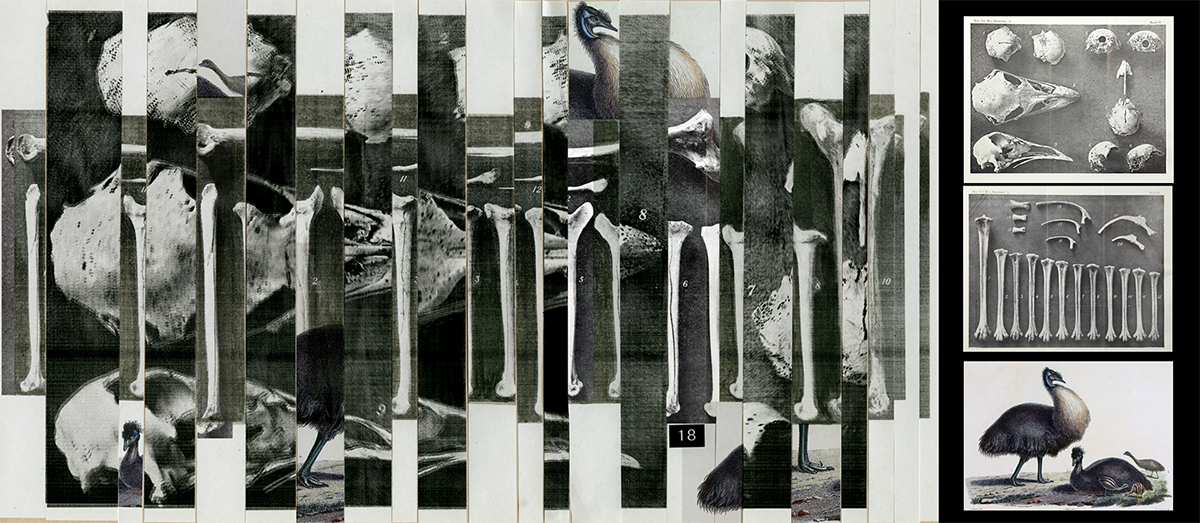 Paper collage using images of dwarf emu bones, from archival images in the public domain.