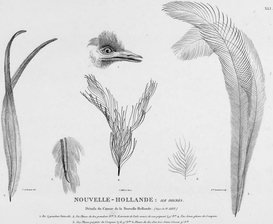 Detailed sketch of head, wing and feathers of a species of emu, possibly King Island