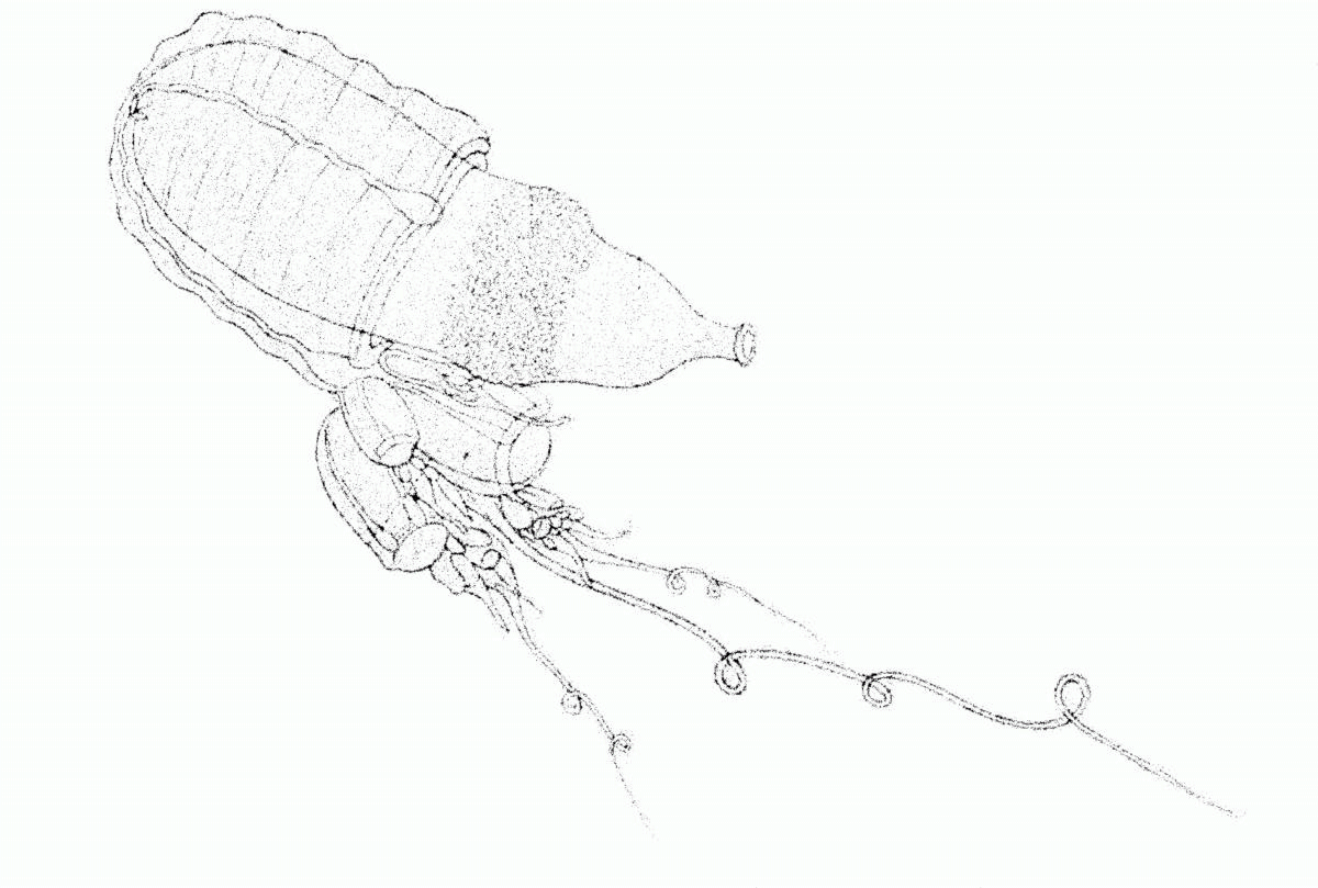 Motif of the first Forum Artistic Research, a creature of the sea