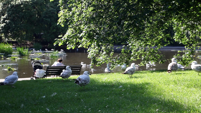 A photo of some seagulls on the grass next to a large pond.