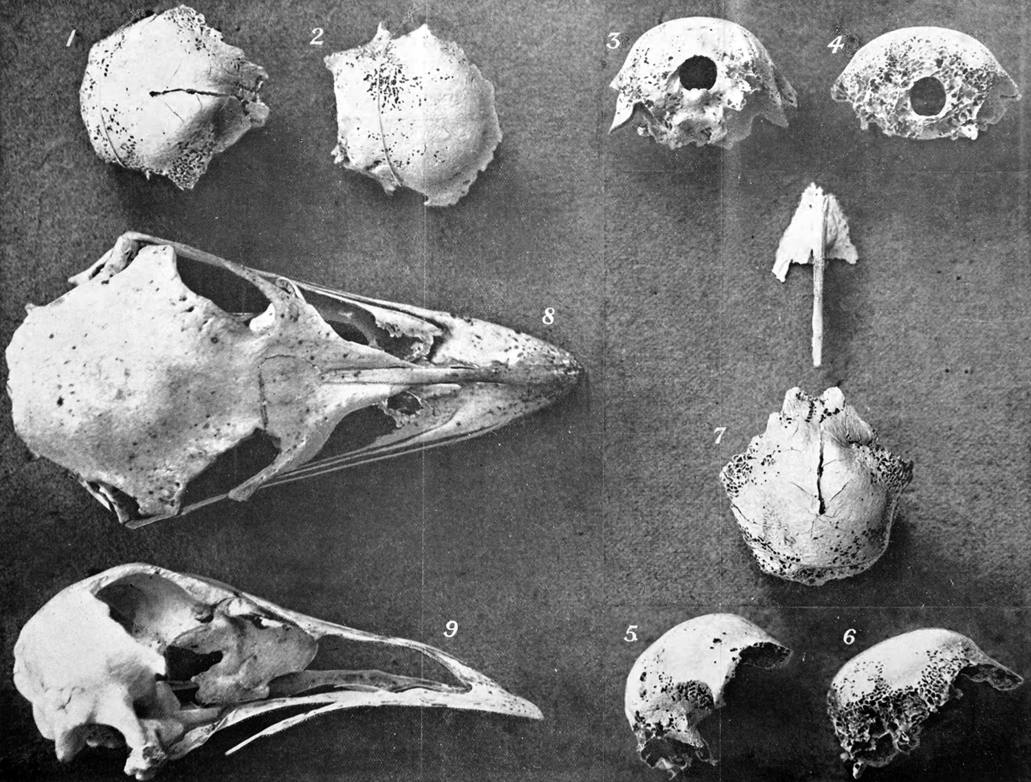 Photograph of various skull and bone parts from mainland and dwarf emus