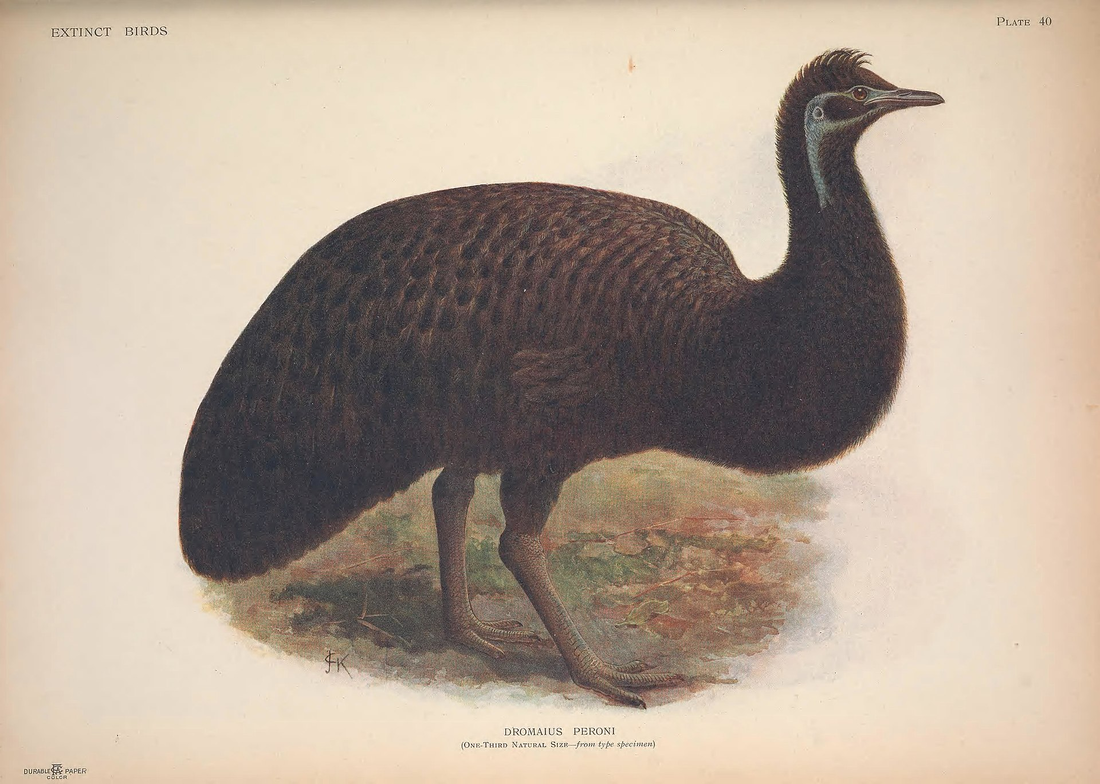 Natural history illustration of a dwarf emu