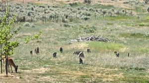 Stone Circle in Hamilton 2