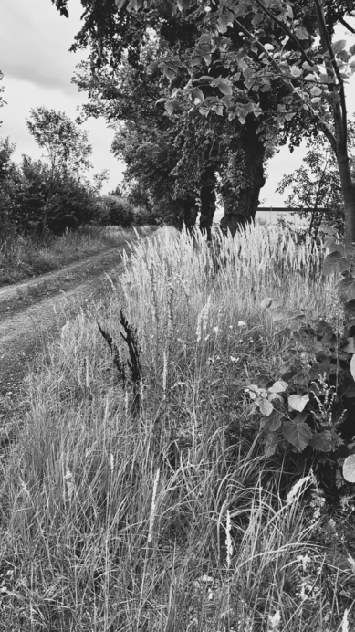 Nature Monument, Swadzim, Greater Poland, Poland, photo July 2024