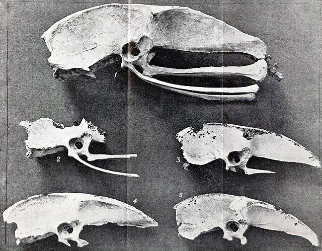 Photograph of Mainland emu and Kangaroo Island pelves