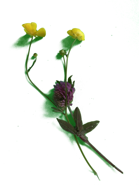 three flowers, two yellow and one purple