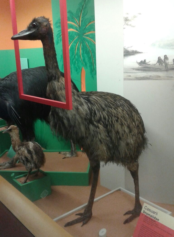 A clumsy taxidermy mount of a dwarf emu, its head and neck poke through an empty red frame in a museum setting