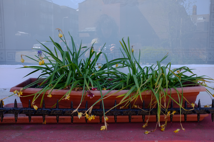 A photo of some plants in a window box.