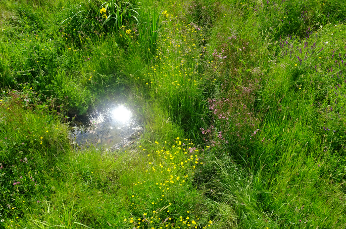 A grassy meadow with wildflowers and water glinting