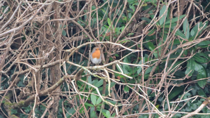 robin in/as the eye of a bush