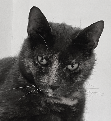 This is black and white picture of a cat.