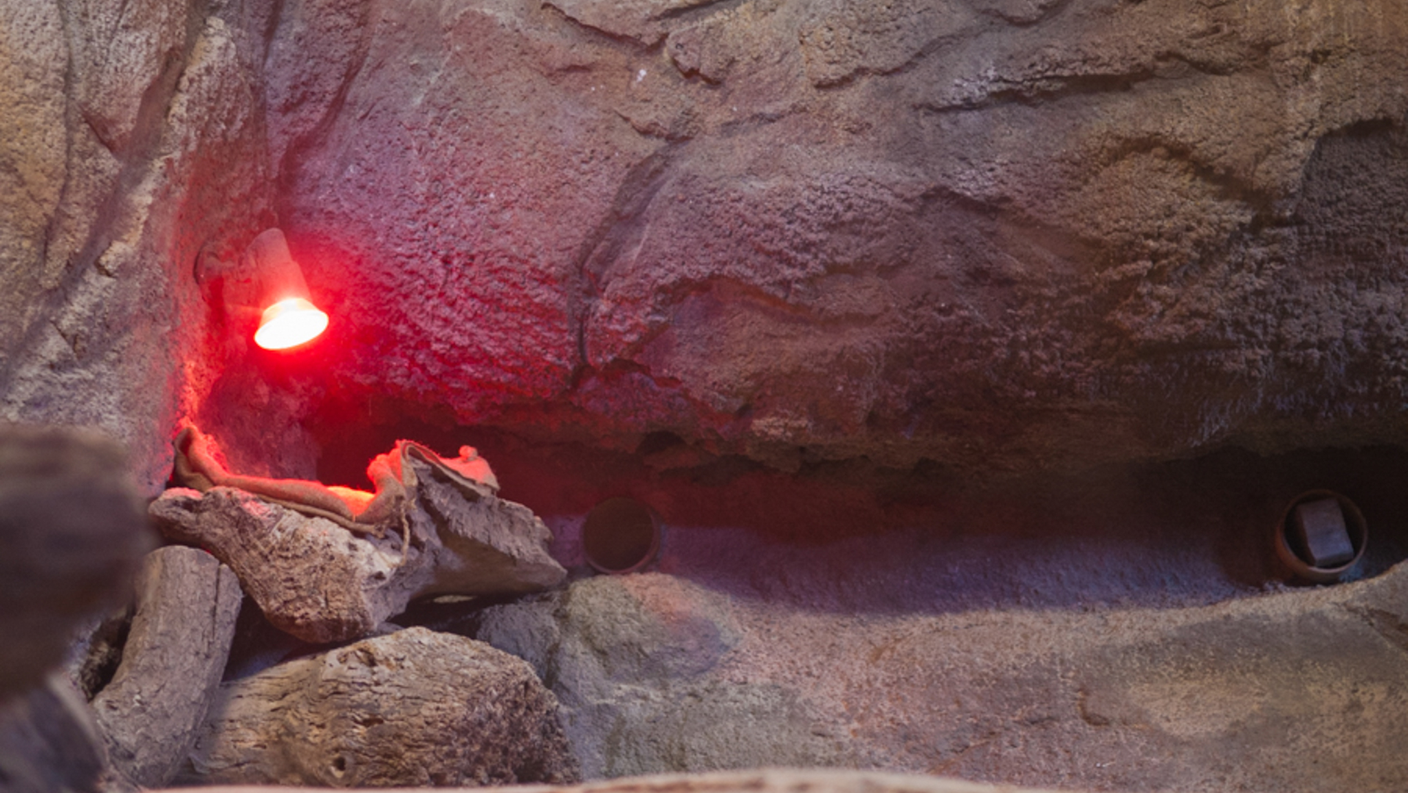 Banner The Zoo: A Mise en Scène