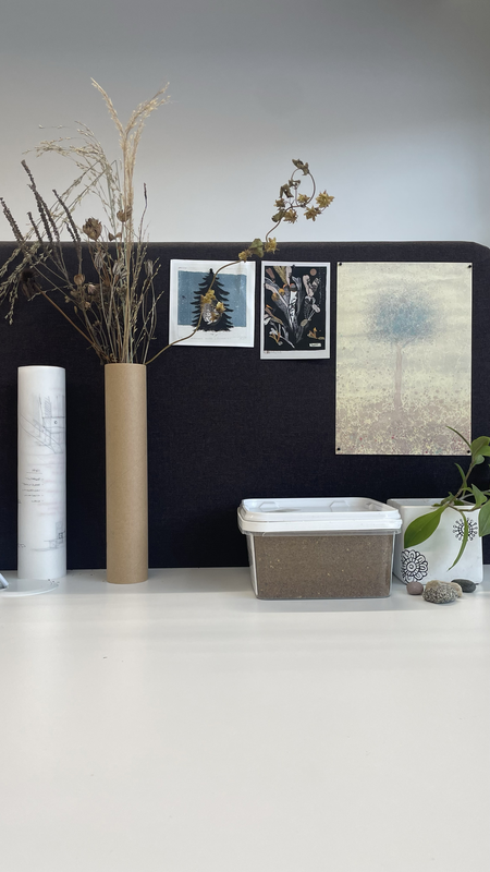 Box of oyster mushroom growing in straw neatly sitting at the corner of Koivisto's office desk