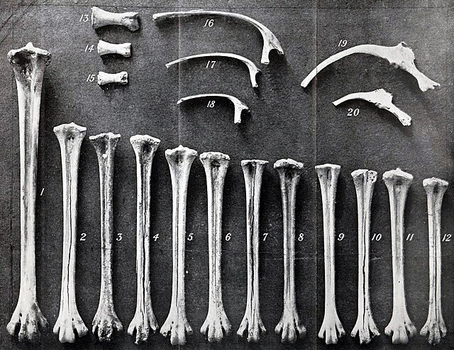 Photograph of Mainland and King Island Emu tarsometatarsals and ribs