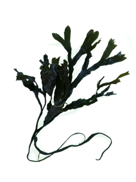 seaweed