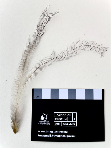 A photograph of a dwarf emu feather on a white background, with a marker for scale