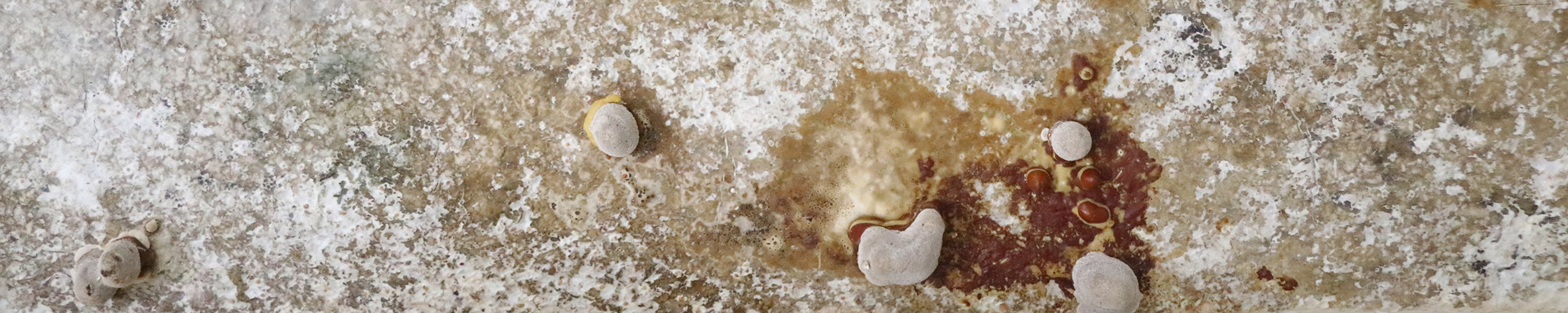 Composite panel of mycelium and wood chip made by Ganoderma Lucidum and Elina Koivisto