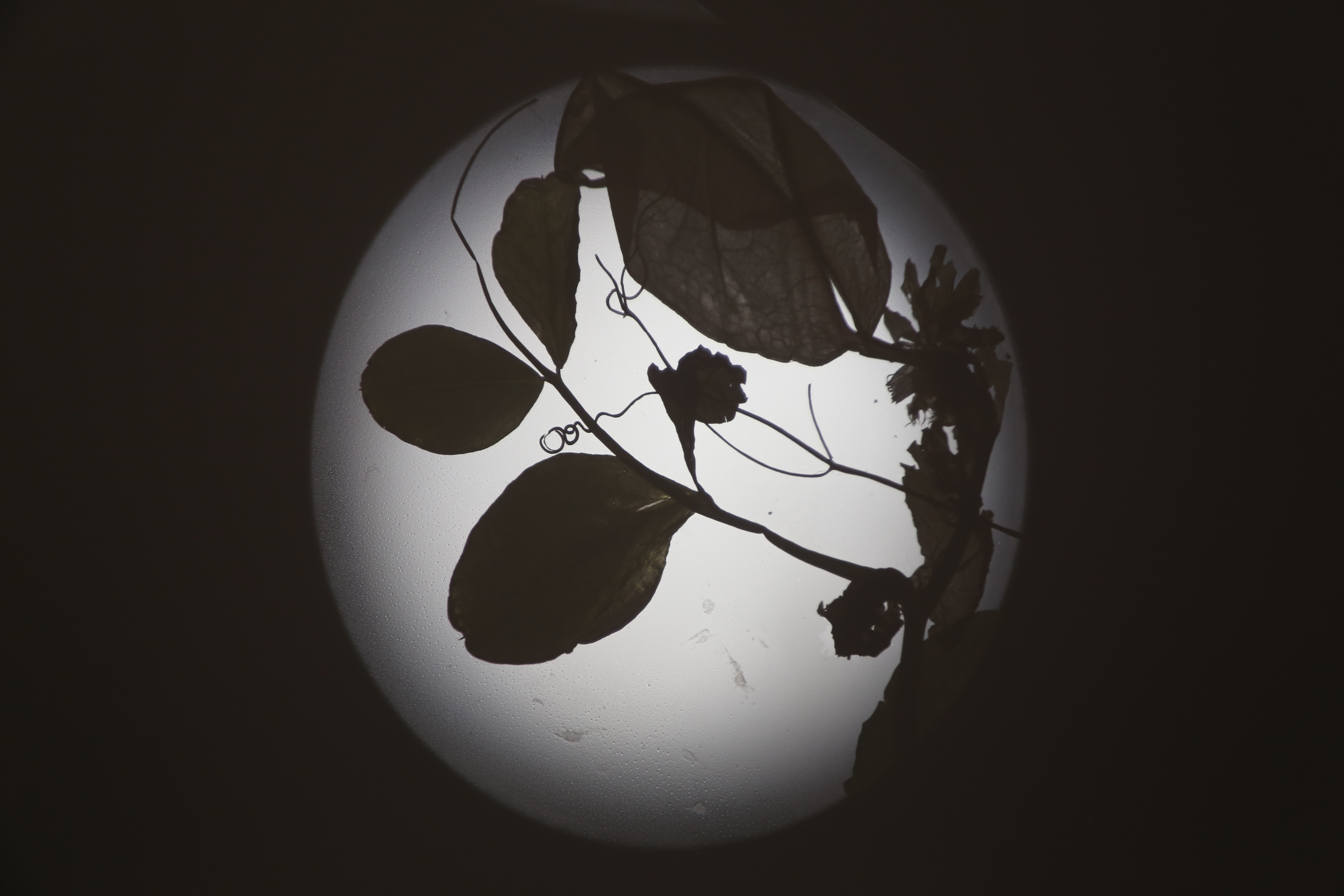 microscopic projections