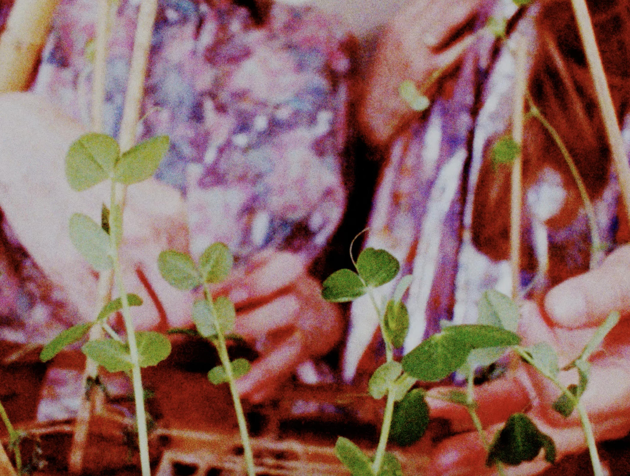 performative setzungen