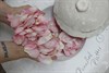 91 Stoke Pink Decale.JPG