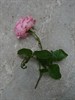82 Rose Slip.JPG